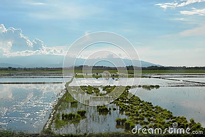 Labour in a paddy field Stock Photo