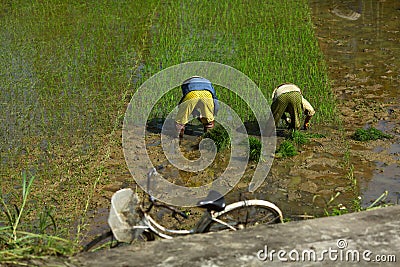 Workers on a paddy field in Vietnam rice bowl Editorial Stock Photo