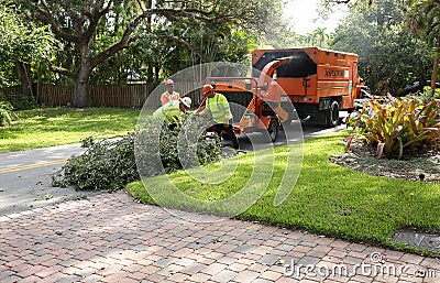 Workers put large oak tree branches into a chipper machine. Editorial Stock Photo