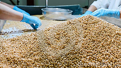 Workers sorting organic raw dry soy beans at soy milk factory Stock Photo
