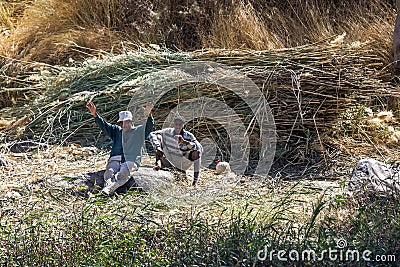 Workers take a break from cutting reeds along the west bank of the River Nile near Aswan in Egypt. Editorial Stock Photo