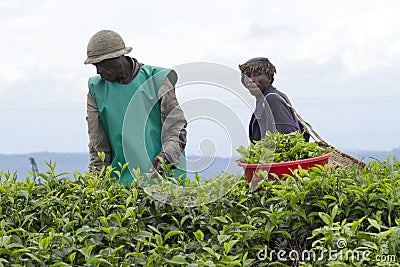 Workers at a tea plantation Editorial Stock Photo