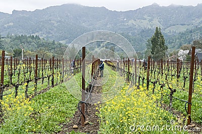 Workers tending wine grape vines in California Editorial Stock Photo