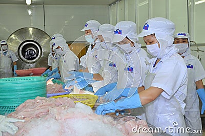 Workers are testing the color of pangasius fish in a seafood processing plant in Tien Giang, a province in the Mekong delta of Vi Editorial Stock Photo