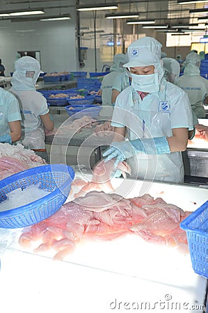 Workers are testing the color quality of pangasius fish fillets in a seafood processing plant in An Giang, a province in the Editorial Stock Photo