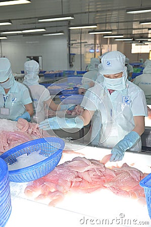 Workers are testing the color quality of pangasius fish fillets in a seafood processing plant in An Giang, a province in the Editorial Stock Photo