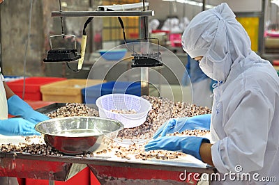 Workers are testing the quality of octopus for exporting in a seafood processing factory Editorial Stock Photo