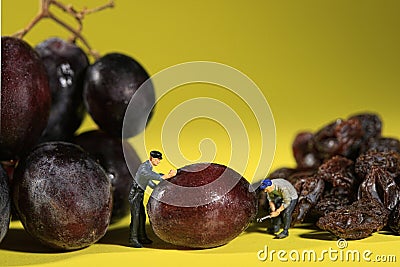 Workers Turning Grapes into Raisins Stock Photo