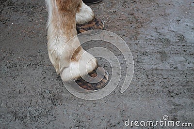 Workhorse front two hoffs with shoes Stock Photo