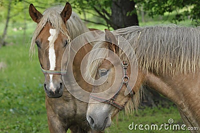 Workhorse. Grazing in the pasture. Meadow Stock Photo