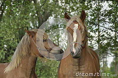 Workhorse. Grazing in the pasture. Meadow Stock Photo