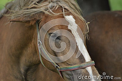 Workhorse. Grazing in the pasture. Meadow Stock Photo