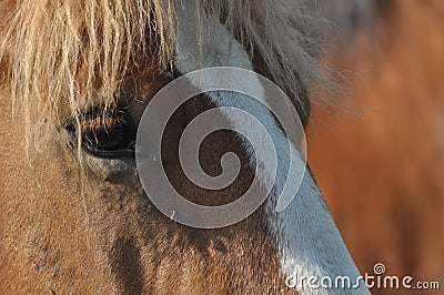 Workhorse. Grazing in the pasture. Meadow in the valley Stock Photo