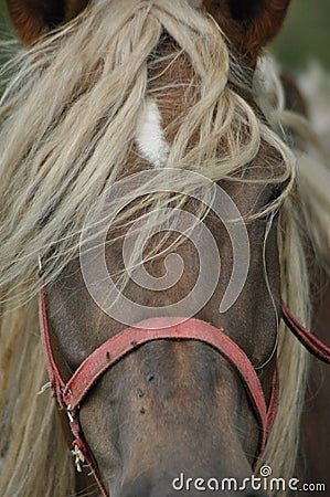 Workhorse. Grazing in the pasture. Meadow Stock Photo