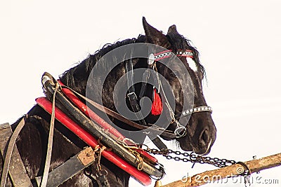 Workhorse inactive after work Stock Photo