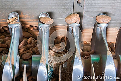 The working of almonds Stock Photo