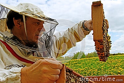 Working apiarist. Stock Photo
