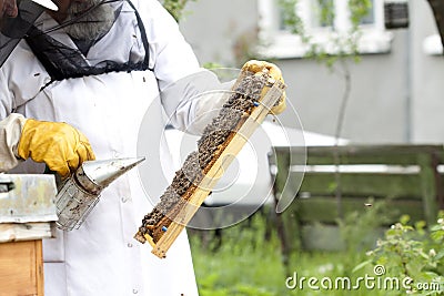 Working apiarist Stock Photo