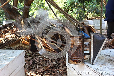 Working apiarist and frame with bees Stock Photo