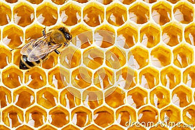 Working bee on honeycomb cells Stock Photo