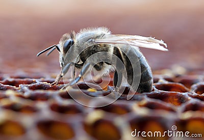 Working bee Stock Photo