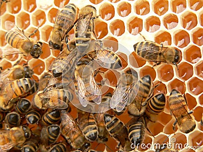 Working bees Stock Photo