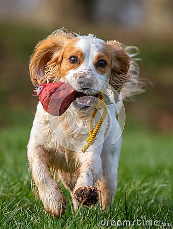 Working cocker spaniel retrieving Stock Photo