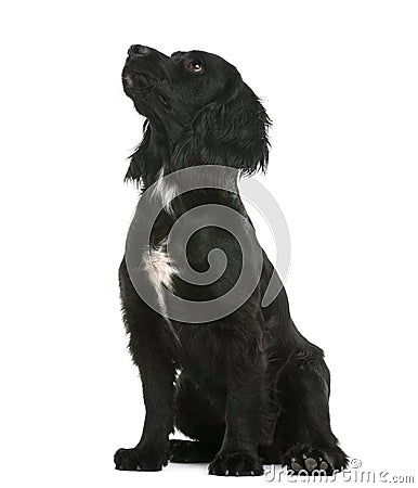 Working Cocker Spaniel sitting and looking up against white back Stock Photo