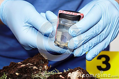 Working on collecting of fly larva on crime scene by criminologist Stock Photo