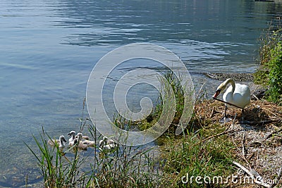 Working cute adult white swan and its family. Stock Photo