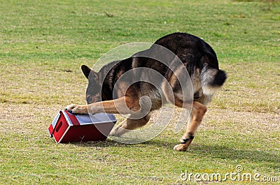 Working dog sniffing out drugs or explosives Stock Photo