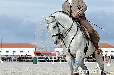 Working equitation horse close up Editorial Stock Photo