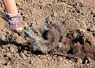 Working farmer in the garden. Organic fertilizer for manuring soil, preparing field for planting in spring, bio farming Stock Photo