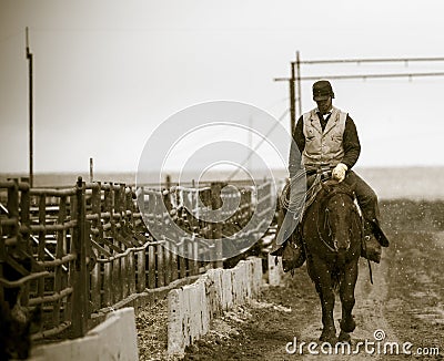 Working the Feedlot. An American Cowboy Stock Photo