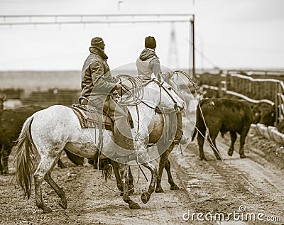 Working the Feedlot. American Cowboys. Stock Photo