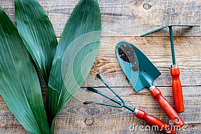 Working in garden. Gardening tools on wooden background top view Stock Photo