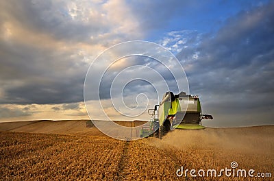 Working Harvesting Combine in the Field of Wheat Stock Photo