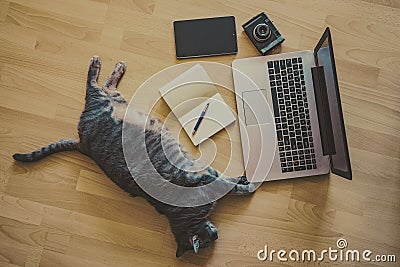 cat lying on the floor near a laptop Stock Photo