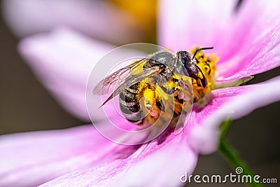 Working honeybee harvesting pollen Stock Photo