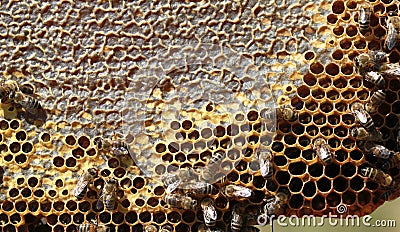 Working honeybee Stock Photo