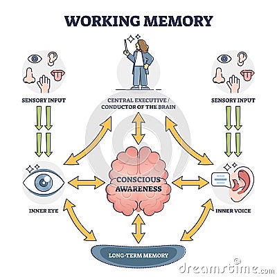 Working memory and conscious awareness, outline diagram vector illustration Vector Illustration