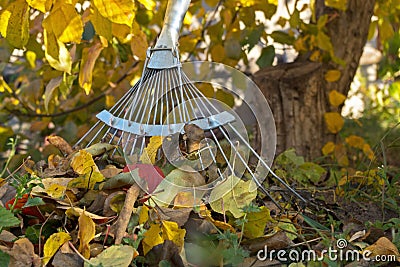 Working metal part of garden rake standing at the trunk of apple tree next to collected pile of autumn yellow and red dead leaves Stock Photo