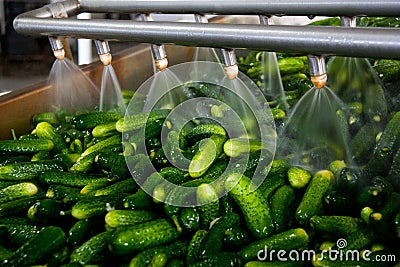 Working process of the production of cucumbers on cannery. Stock Photo