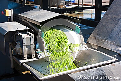 Working process of the production of green peas on cannery. Stock Photo