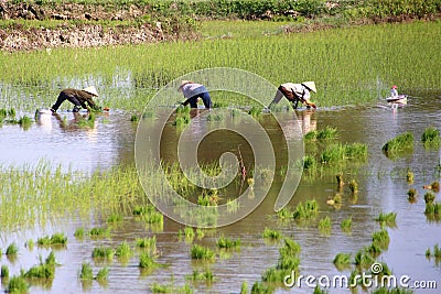 Working in the rice fields Editorial Stock Photo