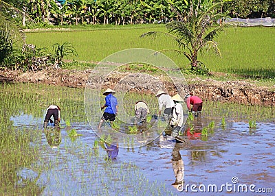 Working in the rice fields Editorial Stock Photo