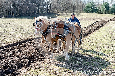 Working team of horses in the field Editorial Stock Photo