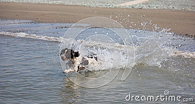 A Working type english springer spaniel gundog in the sea Stock Photo