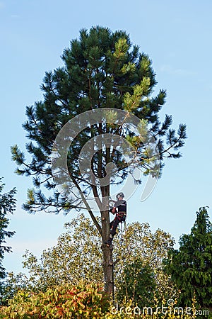 Workman cutting down a pine tree in a garden Editorial Stock Photo