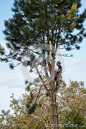 Workman cutting down a pine tree in a garden Editorial Stock Photo